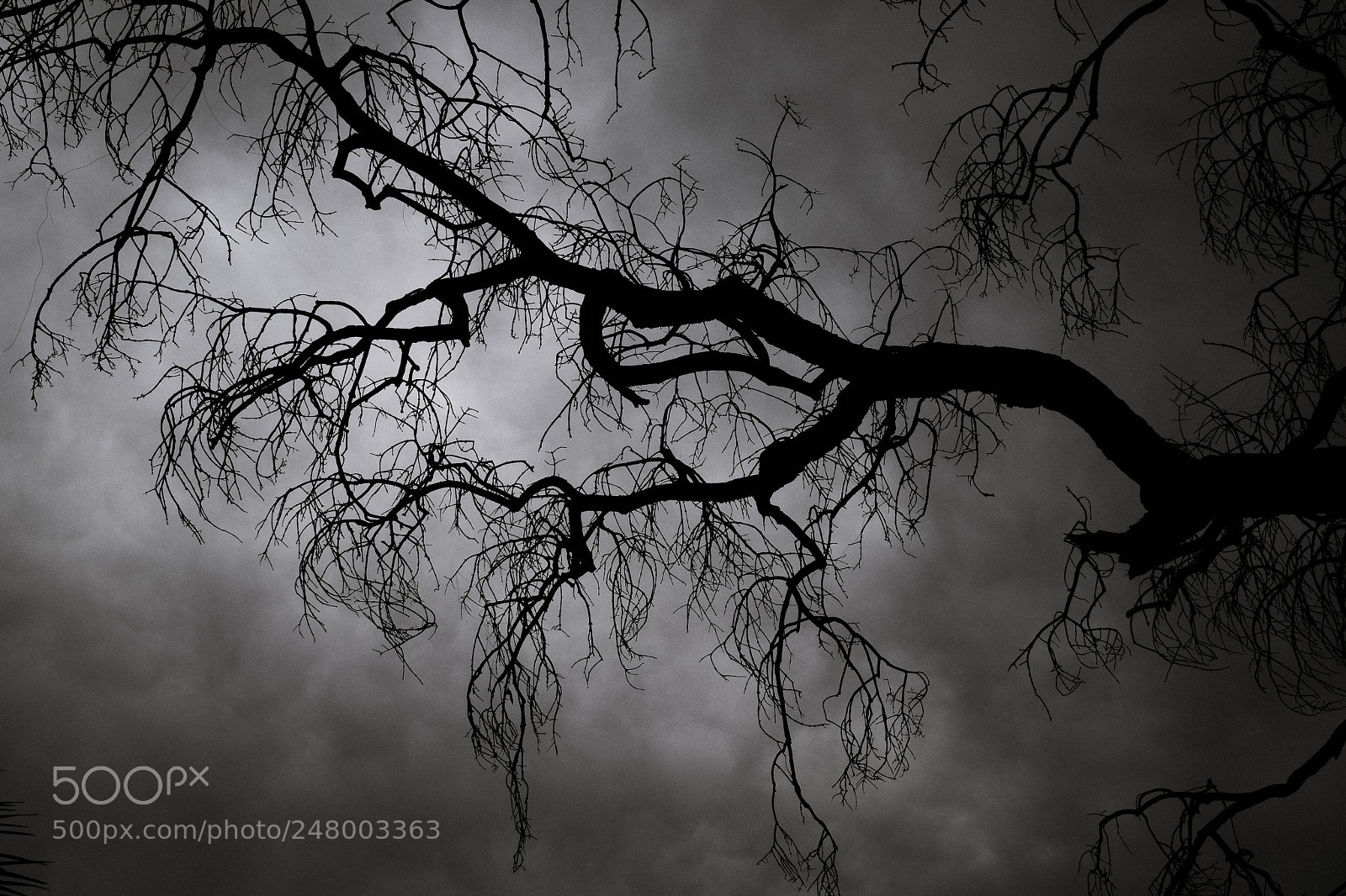 Nikon D5300 sample photo. 50 shades of grey photography