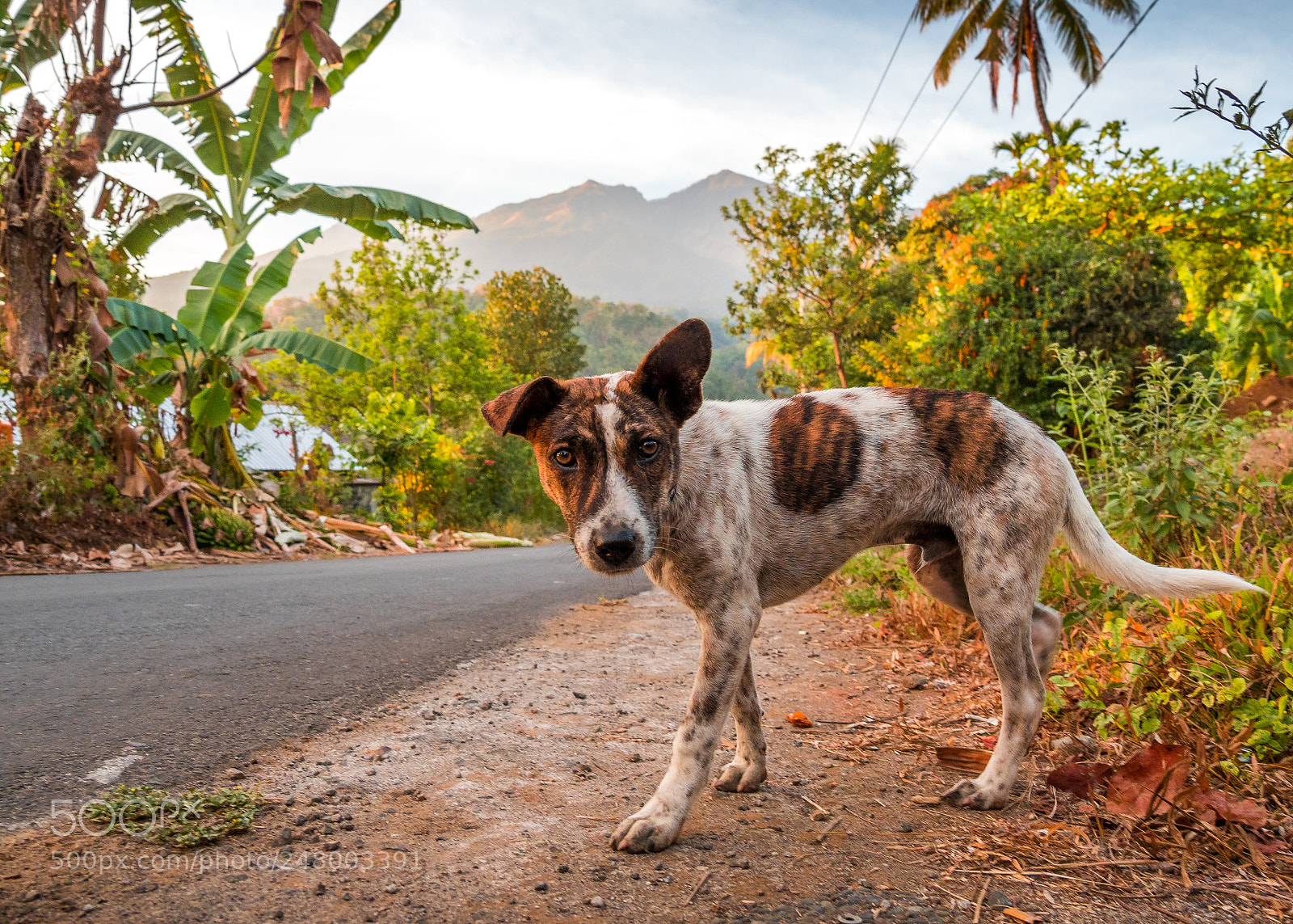 Olympus OM-D E-M1 Mark II sample photo. The wandering dogs of photography