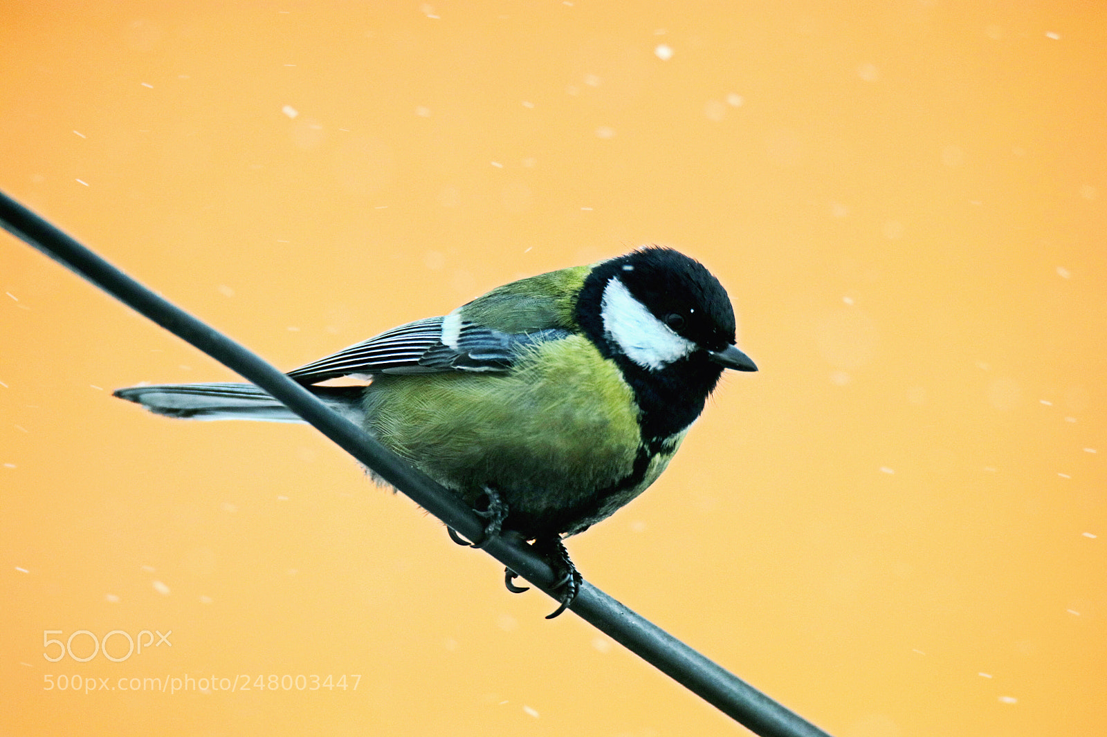 Canon EOS 80D sample photo. A lonely bird in photography