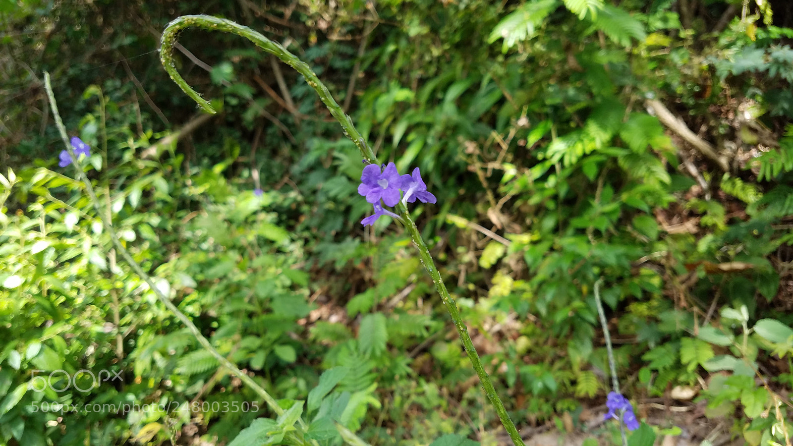 Samsung Galaxy S7 sample photo. Shining photography