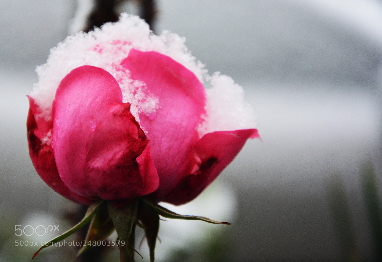 Nikon D5200 sample photo. Despite everything.live photography