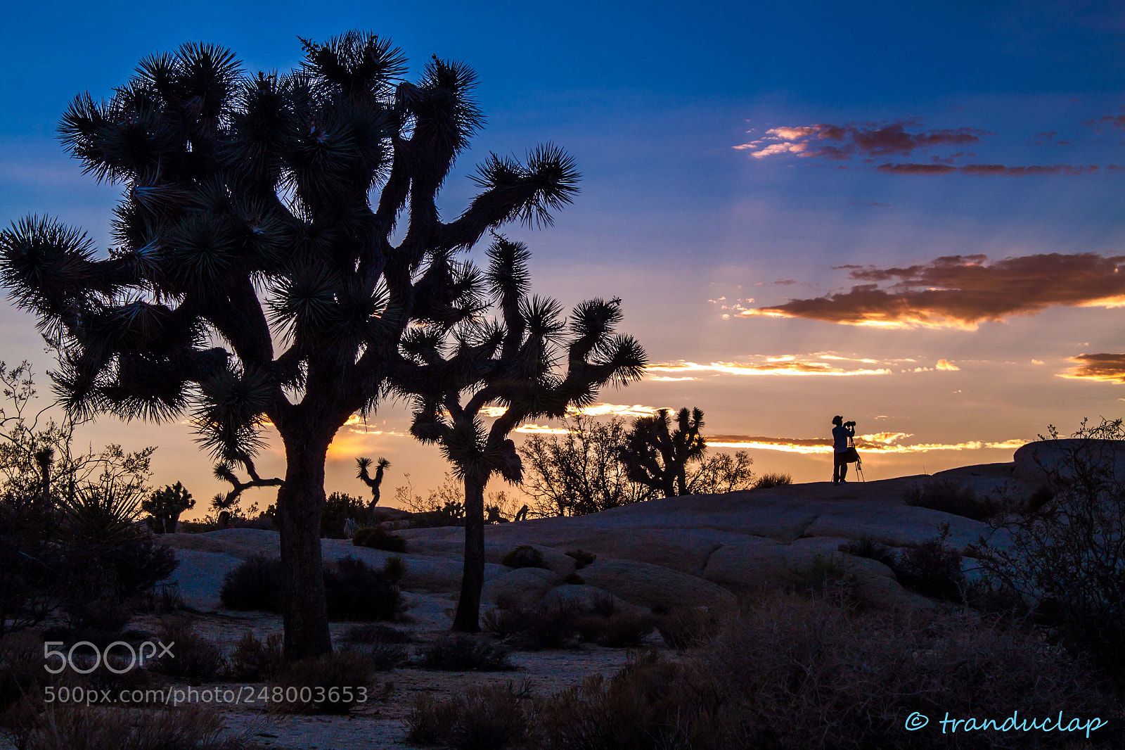 Canon EOS 500D (EOS Rebel T1i / EOS Kiss X3) sample photo. Joshua tree park photography