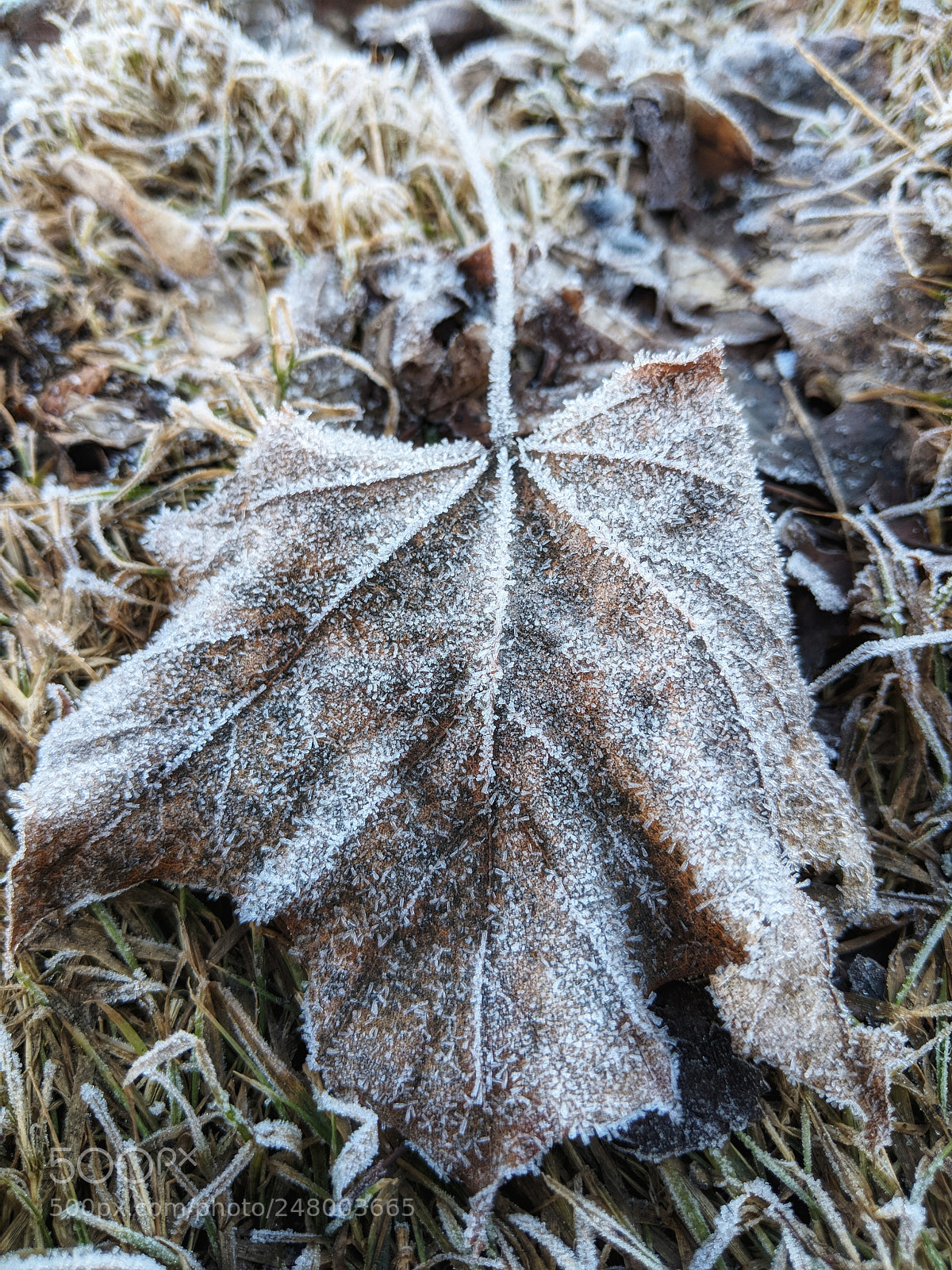 Google Pixel 2 sample photo. The last frost photography
