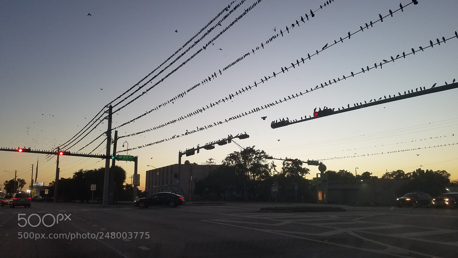 Samsung Galaxy S7 sample photo. Birds on the road photography
