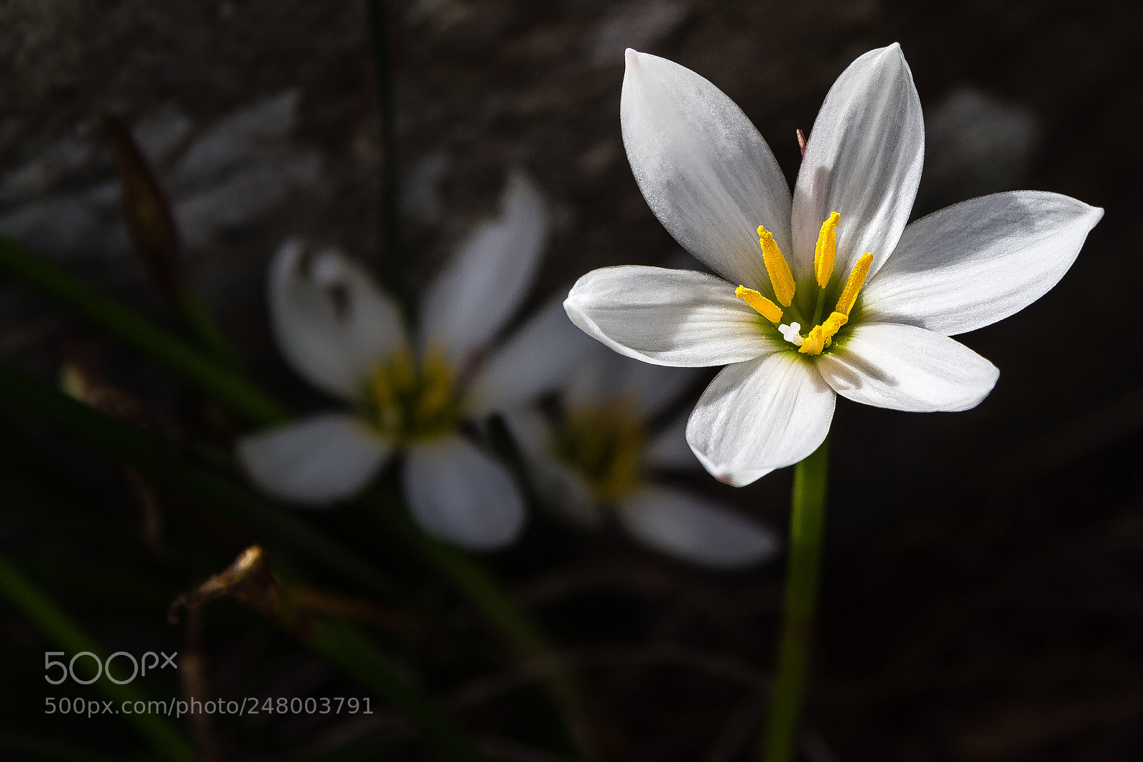 Canon EOS 60D sample photo. Zephyranthes candida photography