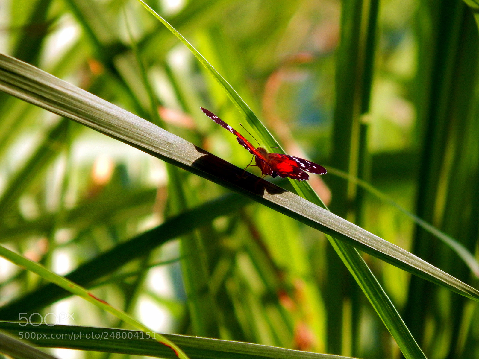 Nikon Coolpix L820 sample photo. Butterfly photography