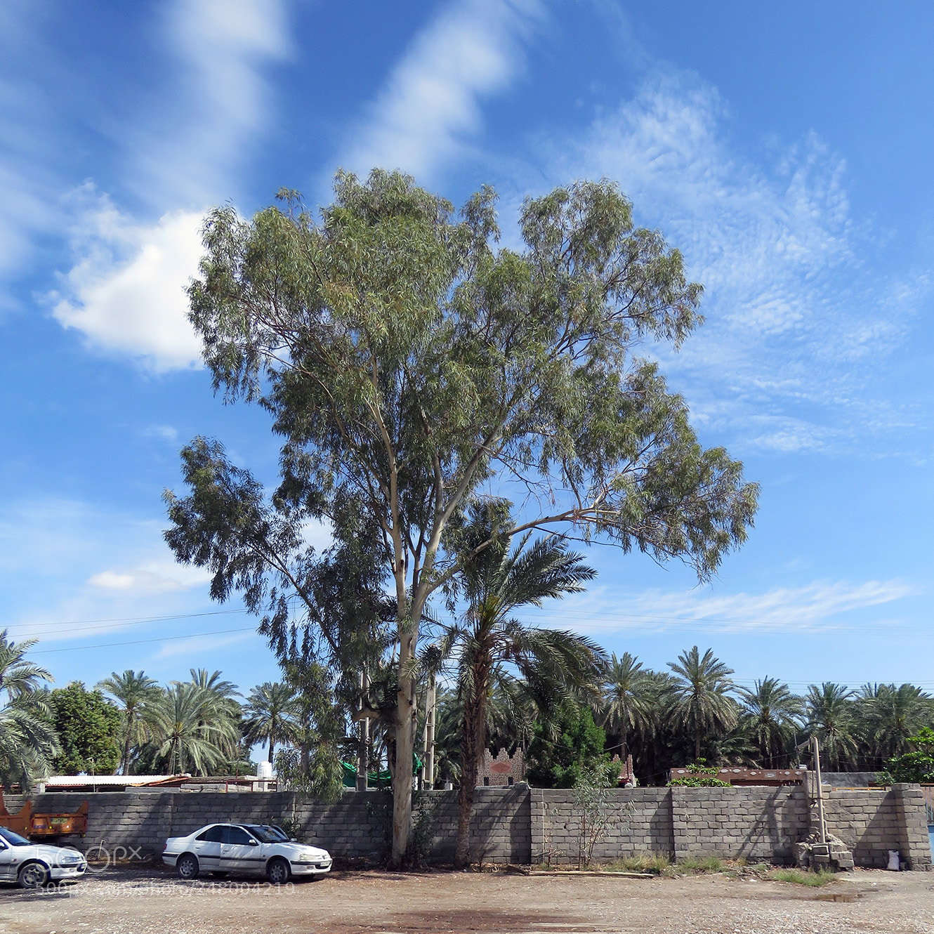 Canon PowerShot SX60 HS sample photo. Eucalyptus photography