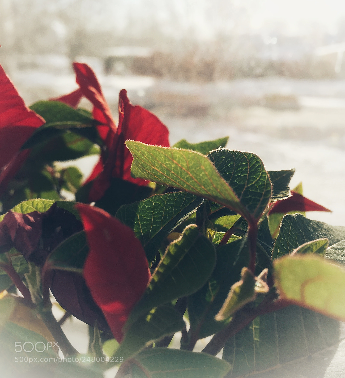 Apple iPhone 6 sample photo. Untitled photography