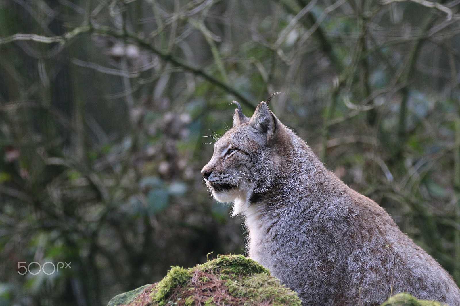 Sigma 150-600mm F5-6.3 DG OS HSM | C sample photo. Look into the distance photography