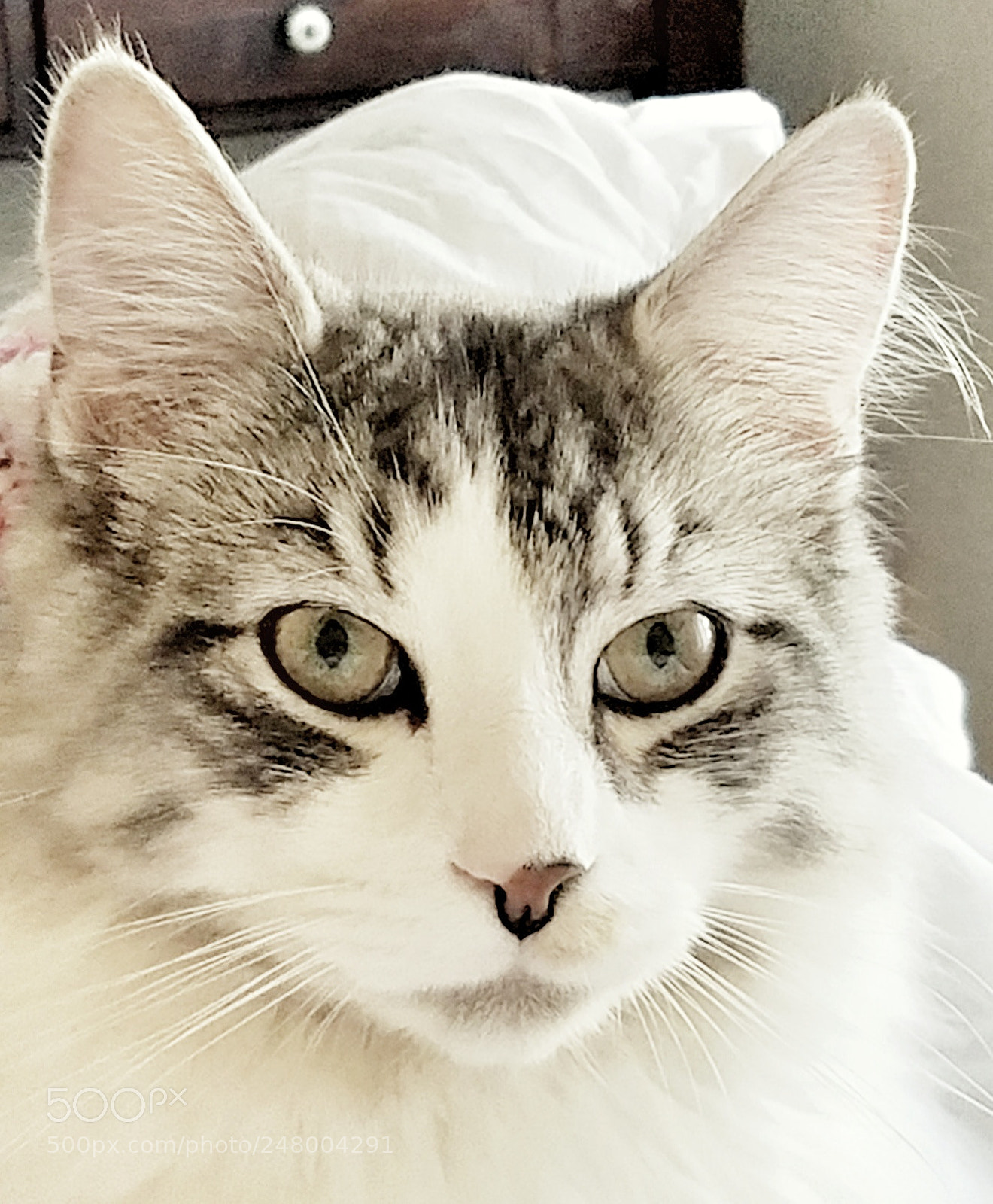 Samsung Galaxy S7 sample photo. Buddy xo #mainecoon photography