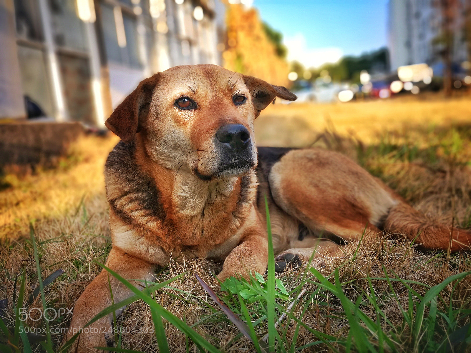 HUAWEI Mate 10 sample photo. Dog photography