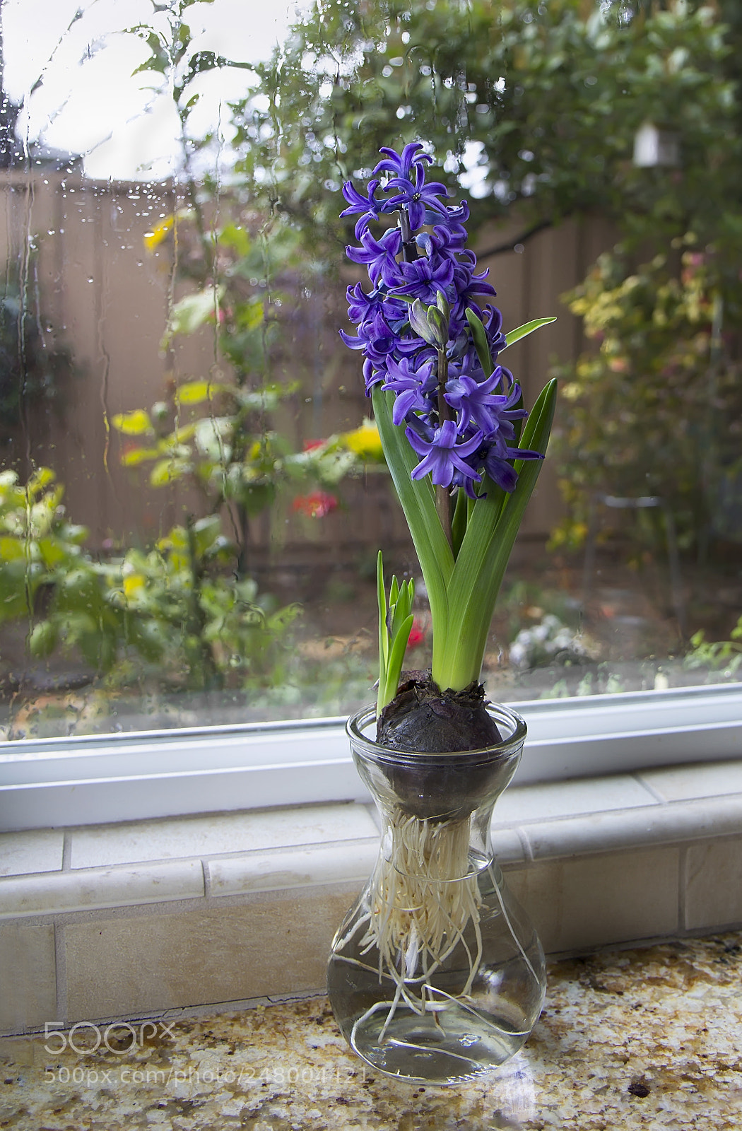 Canon EOS 60D sample photo. Blooming hyacinth with view photography