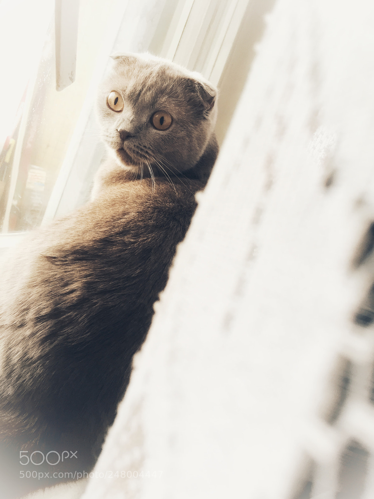 Apple iPhone 6 sample photo. My love cat photography