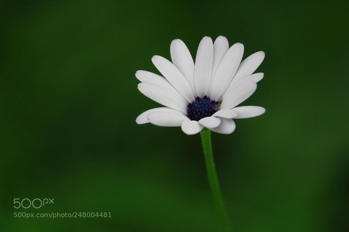 Canon EOS 1300D (EOS Rebel T6 / EOS Kiss X80) sample photo. Daisies petals photography