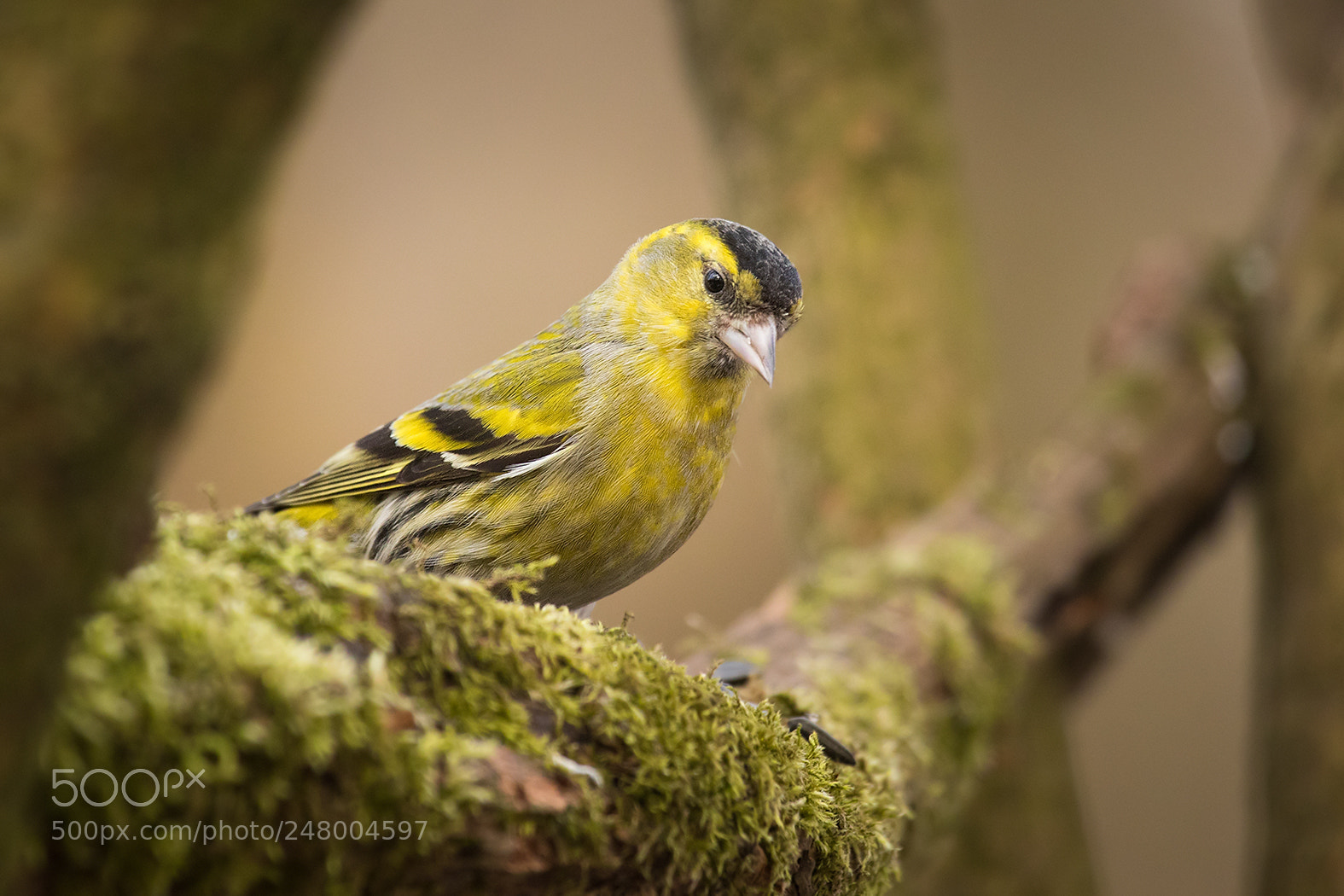 Canon EOS 7D Mark II sample photo. Siskin photography