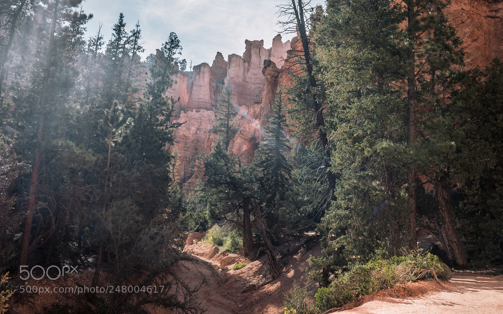 Sony Alpha NEX-5N sample photo. The forest in bryce photography