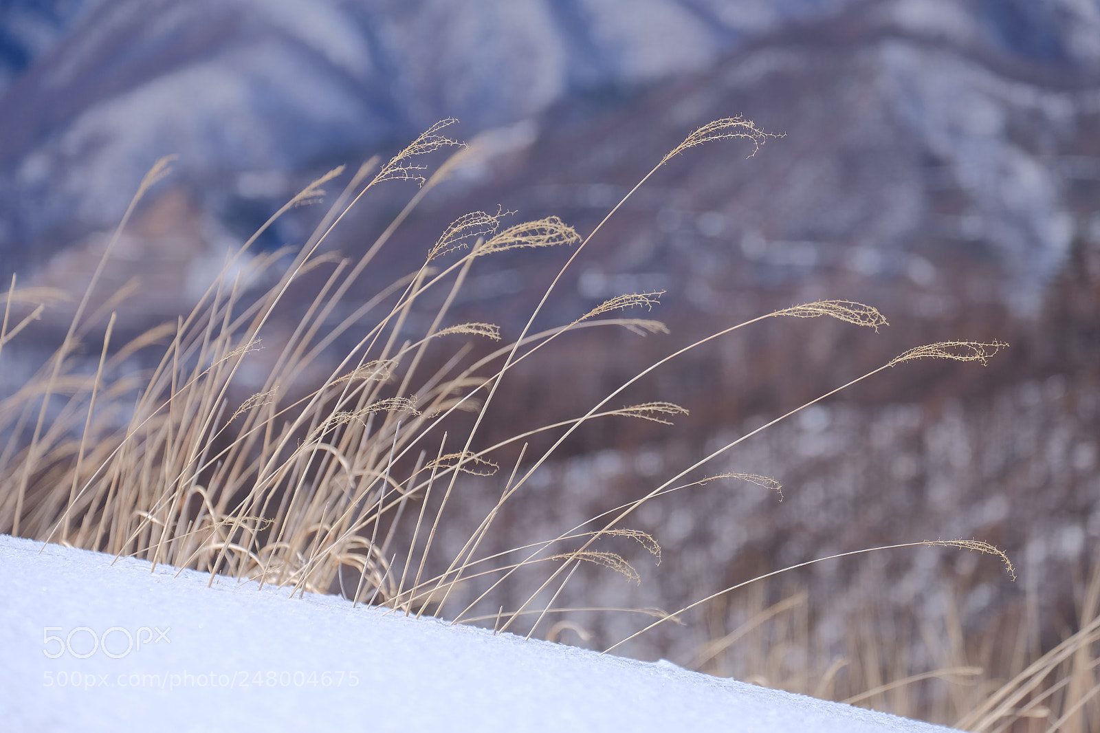 Fujifilm X-T2 sample photo. 冬の風を浴びて photography