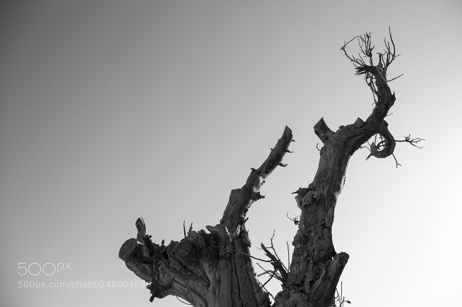 Canon EOS 60D sample photo. Old tree photography