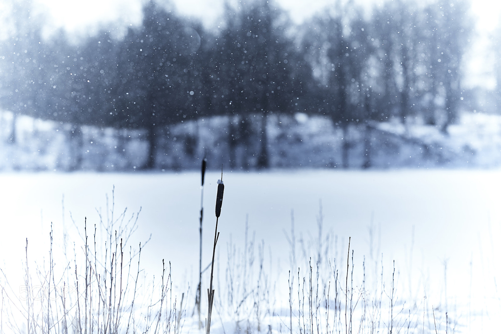 Nikon D800E sample photo. Gentle snowfall photography
