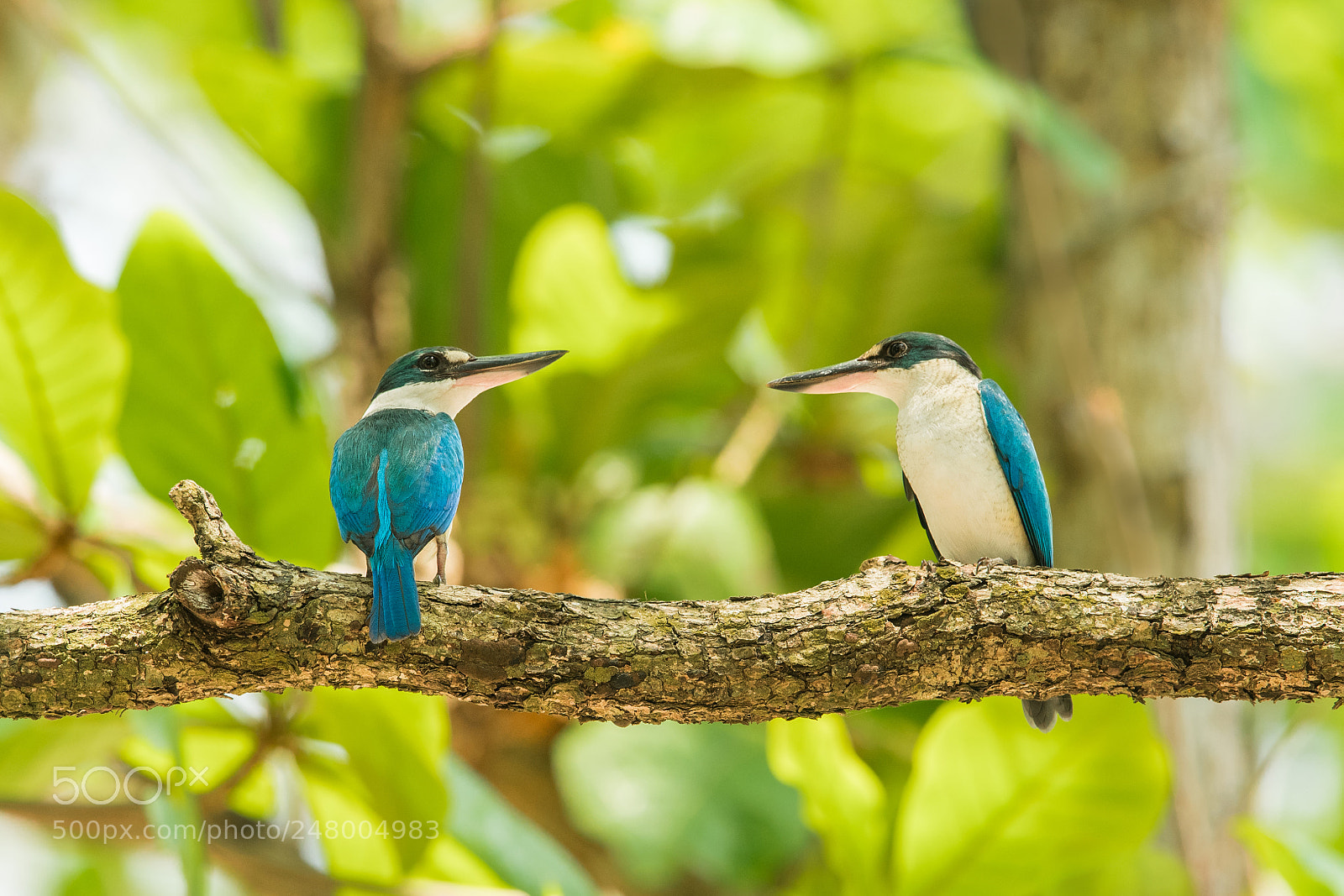 Nikon D500 sample photo. The collared kingfisher photography