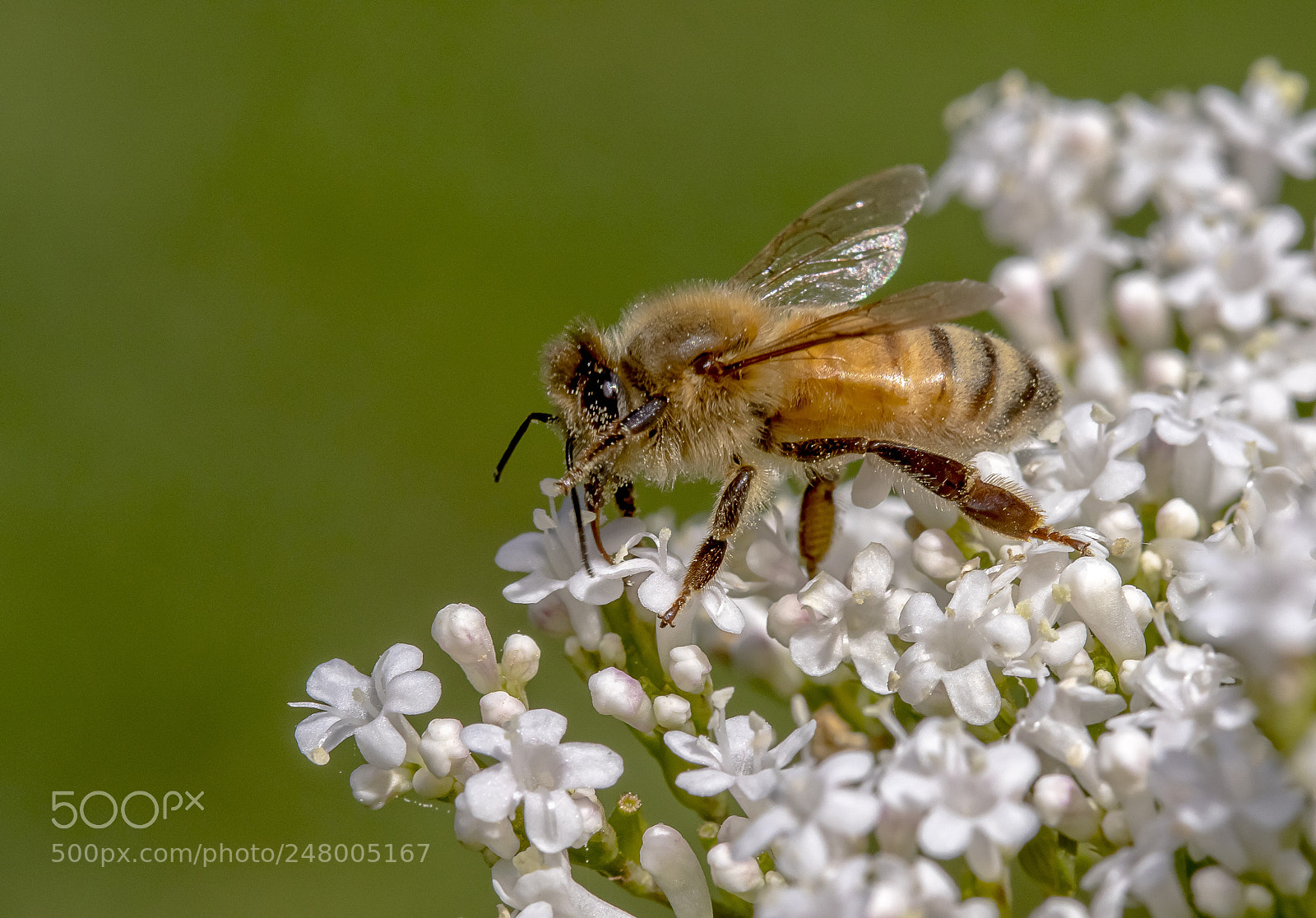 Canon EOS 7D Mark II sample photo. Honey bee photography