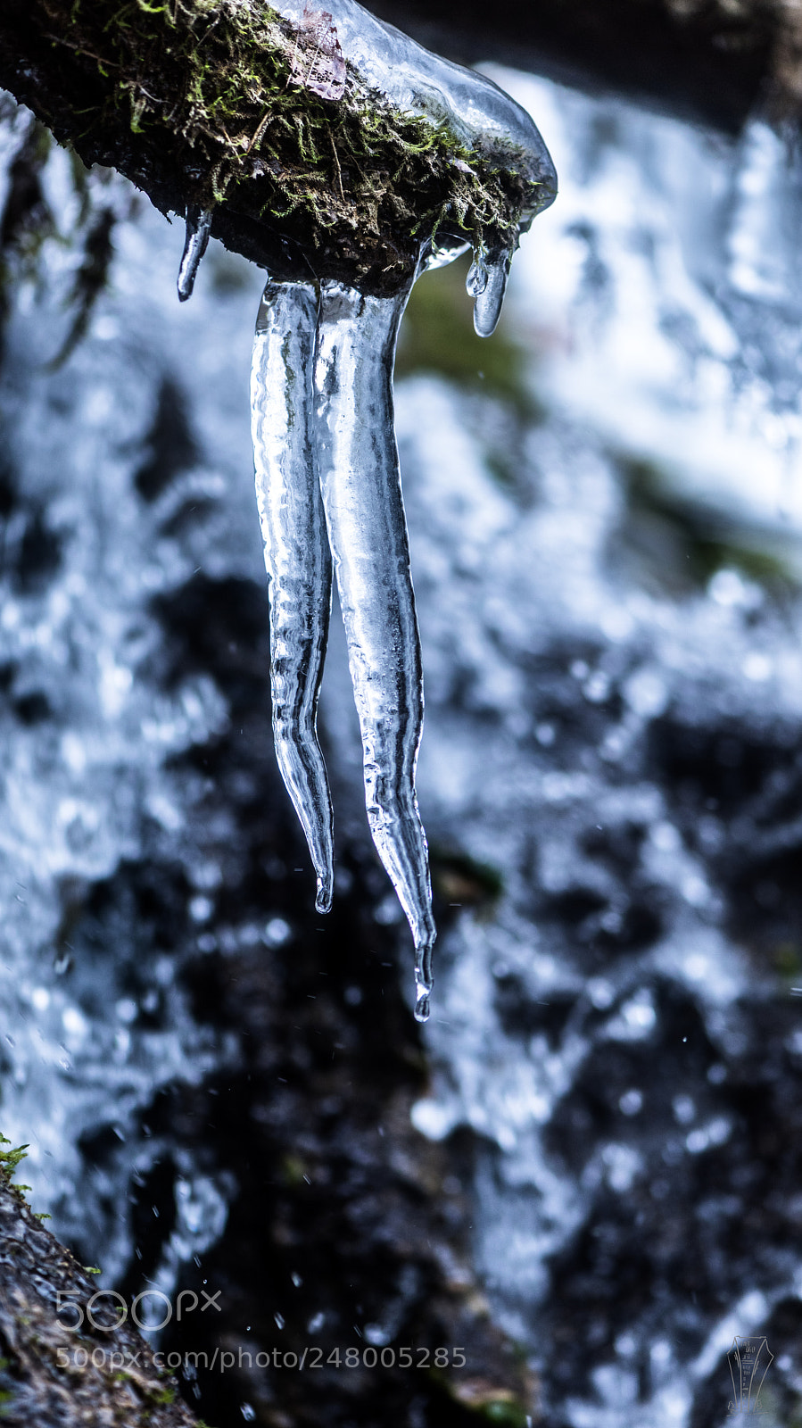 Nikon D810 sample photo. Untitled photography