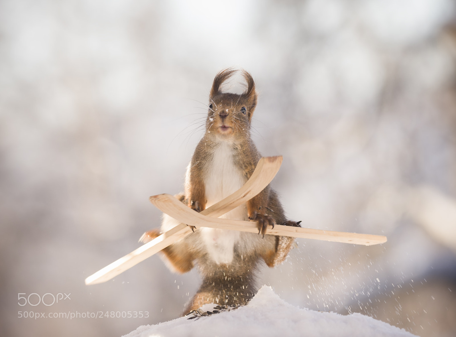 Nikon D810 sample photo. Red squirrel doing acrobatics photography