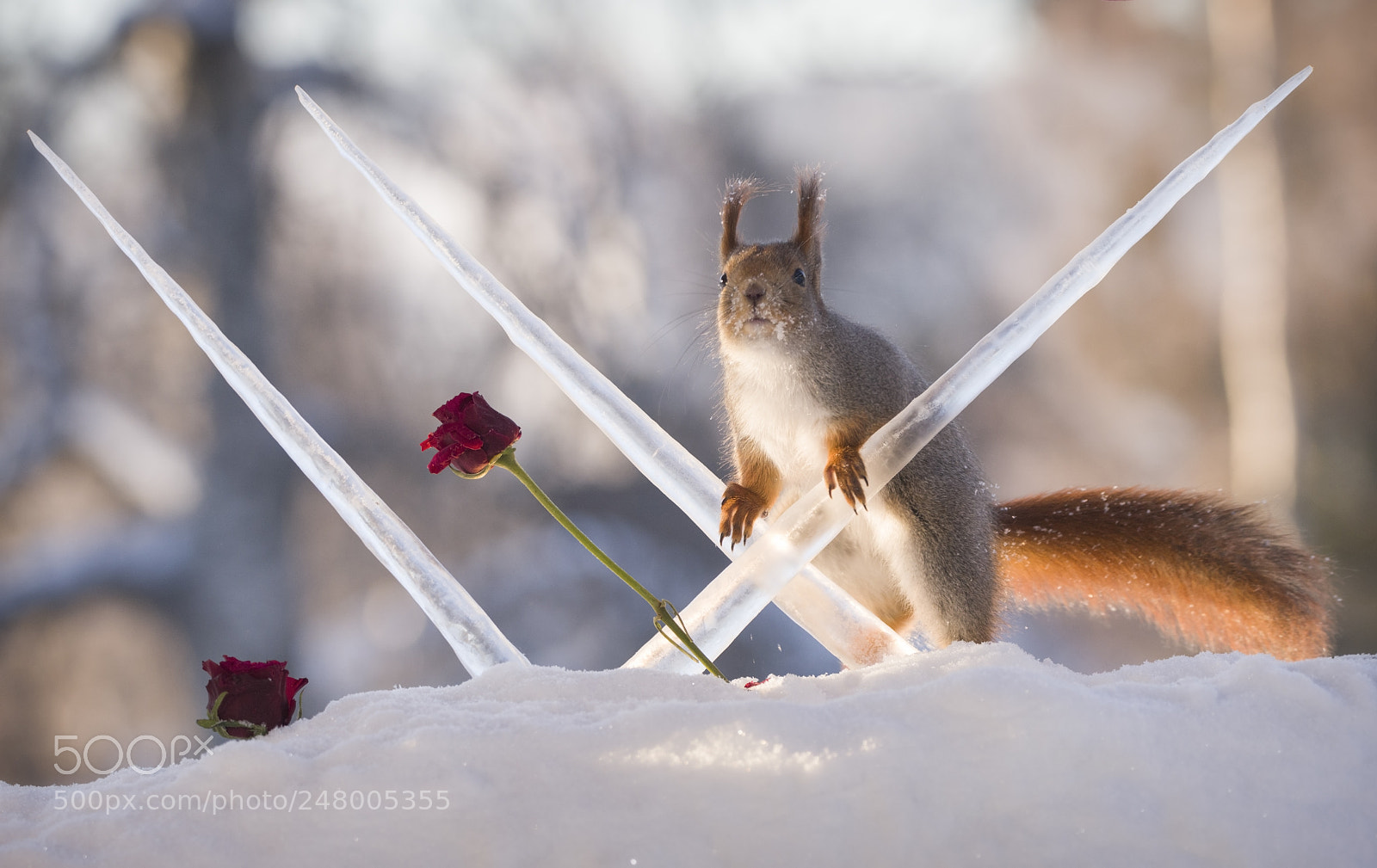 Nikon D810 sample photo. Red squirrel with roses photography