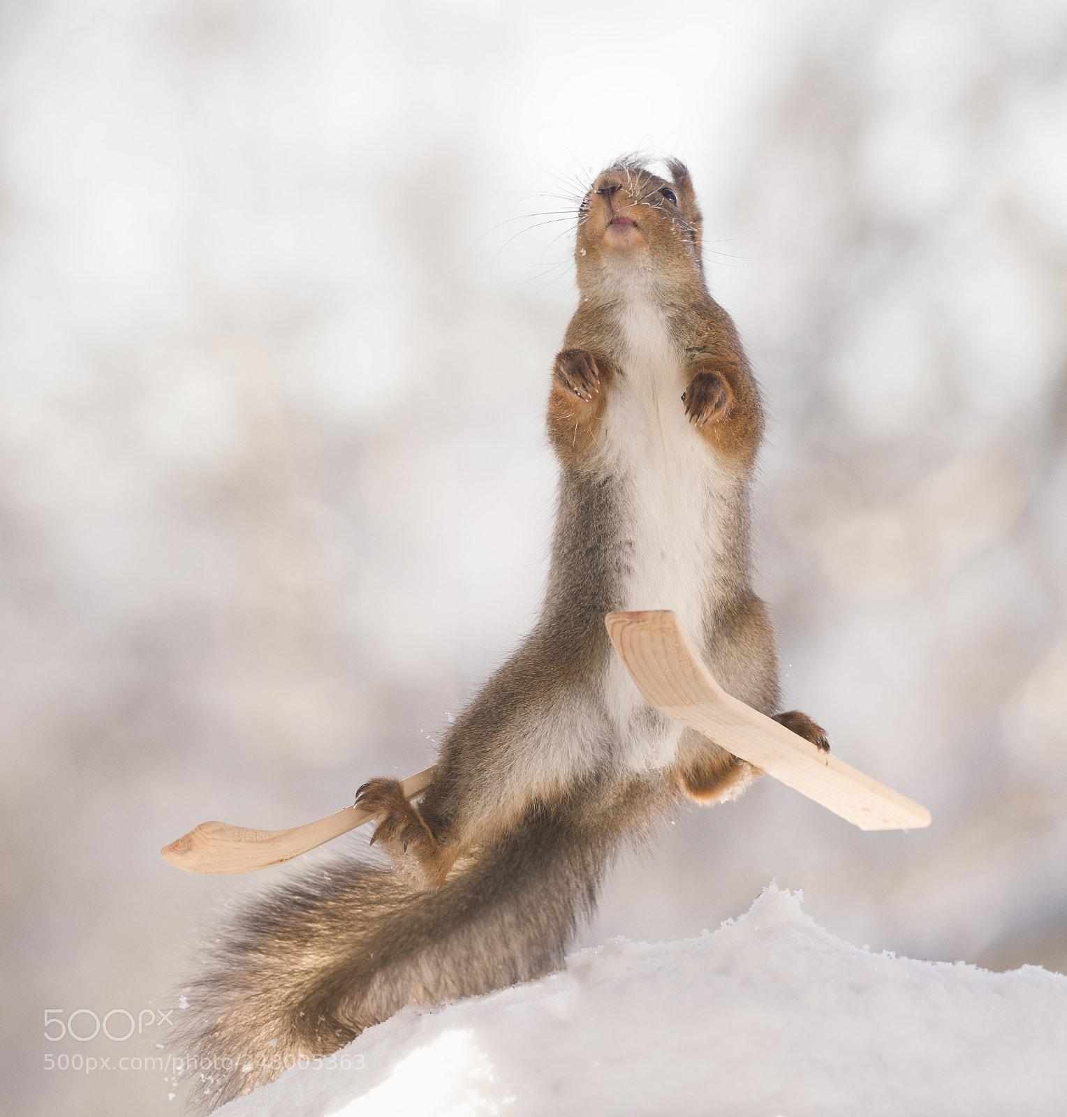 Nikon D810 sample photo. Red squirrel standing on photography