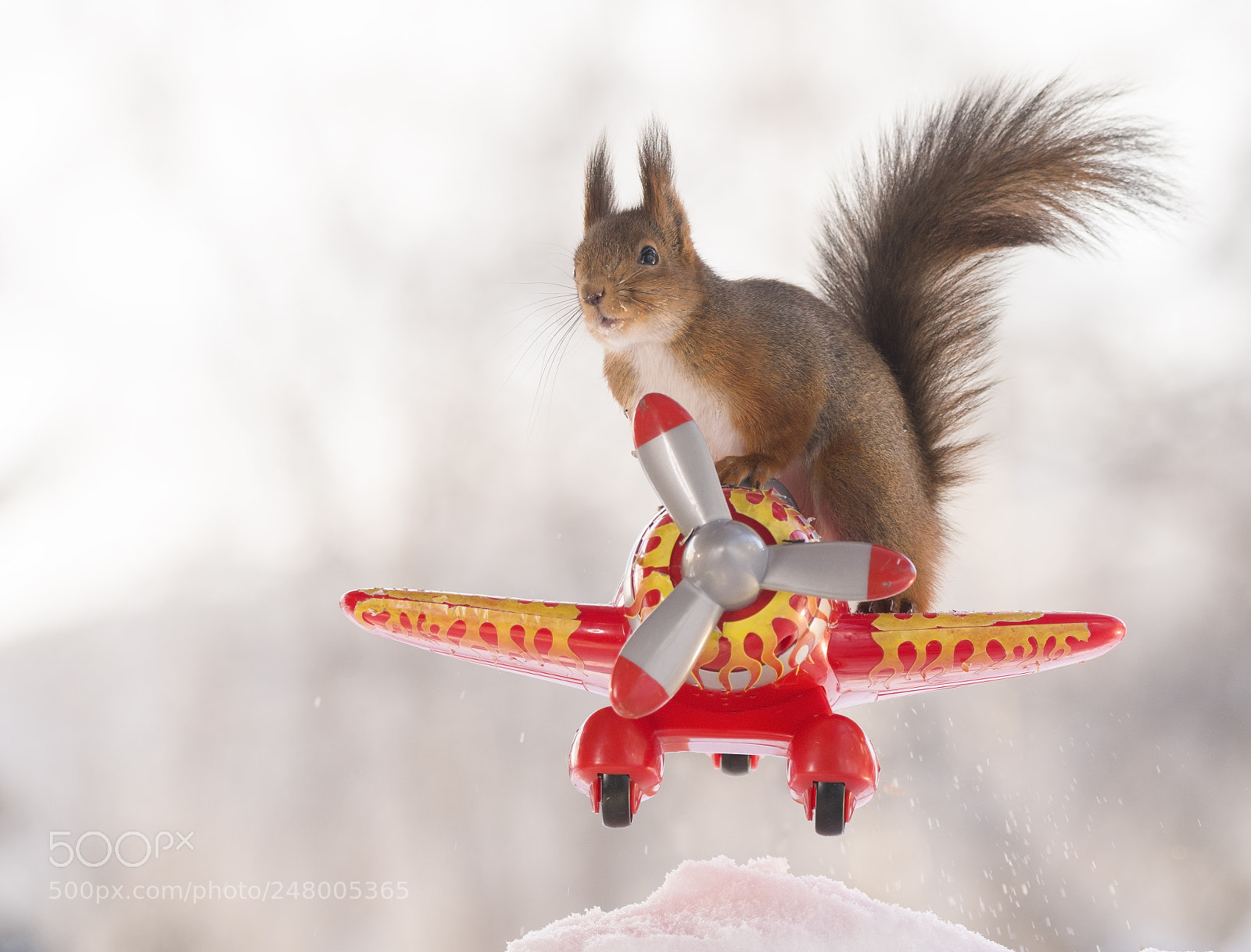 Nikon D810 sample photo. Red squirrel standing on photography