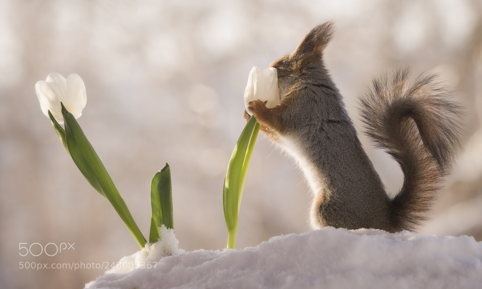 Nikon D810 sample photo. Red squirrel smelling a photography