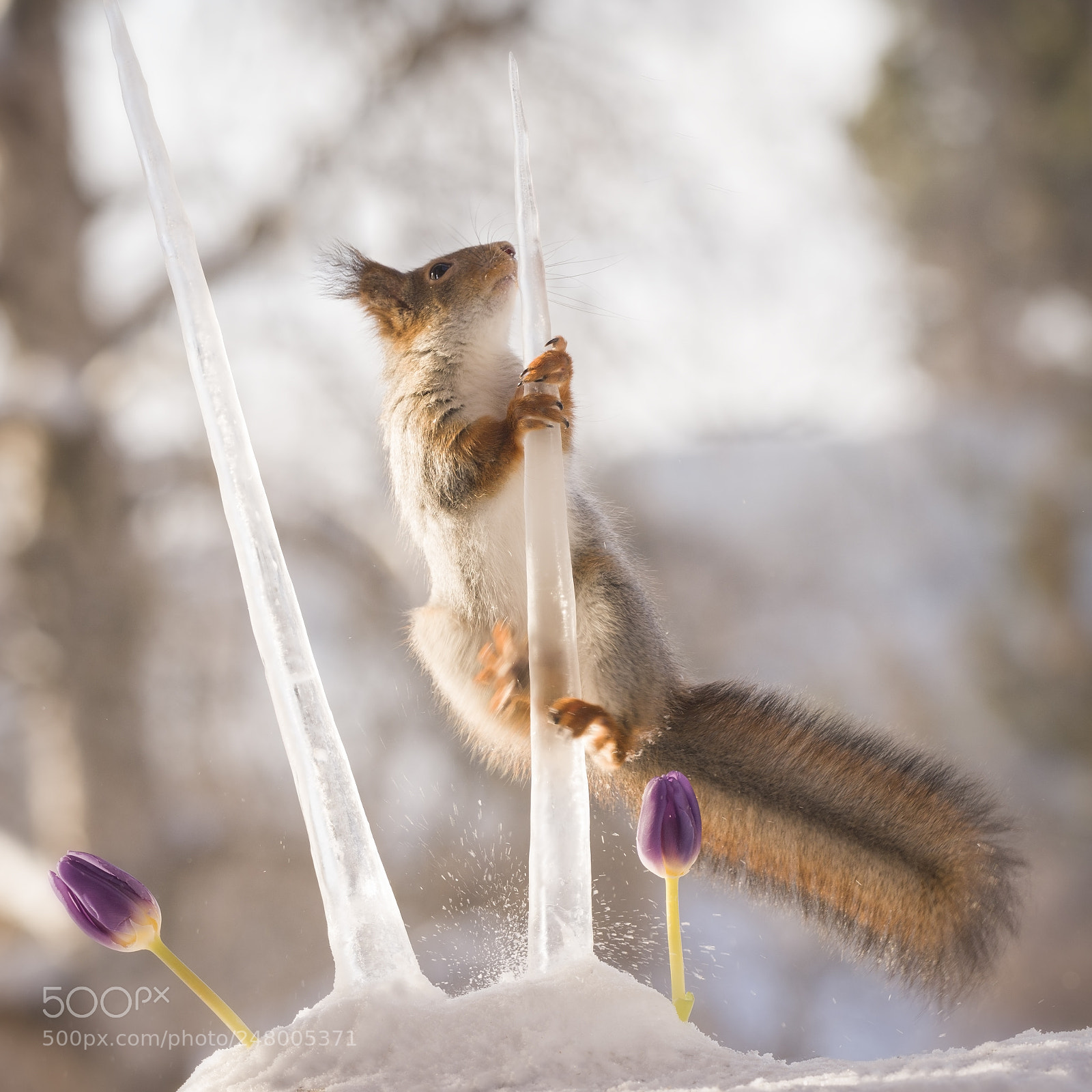 Nikon D810 sample photo. Red squirrel climbing in photography