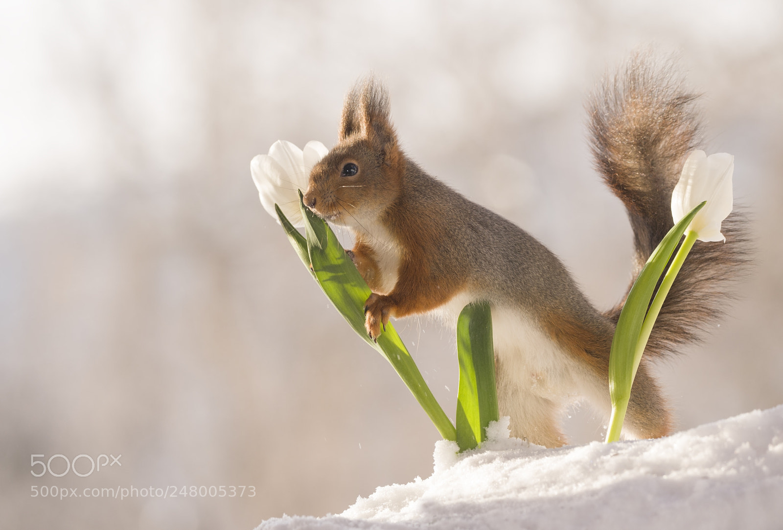 Nikon D810 sample photo. Red squirrel holding a photography