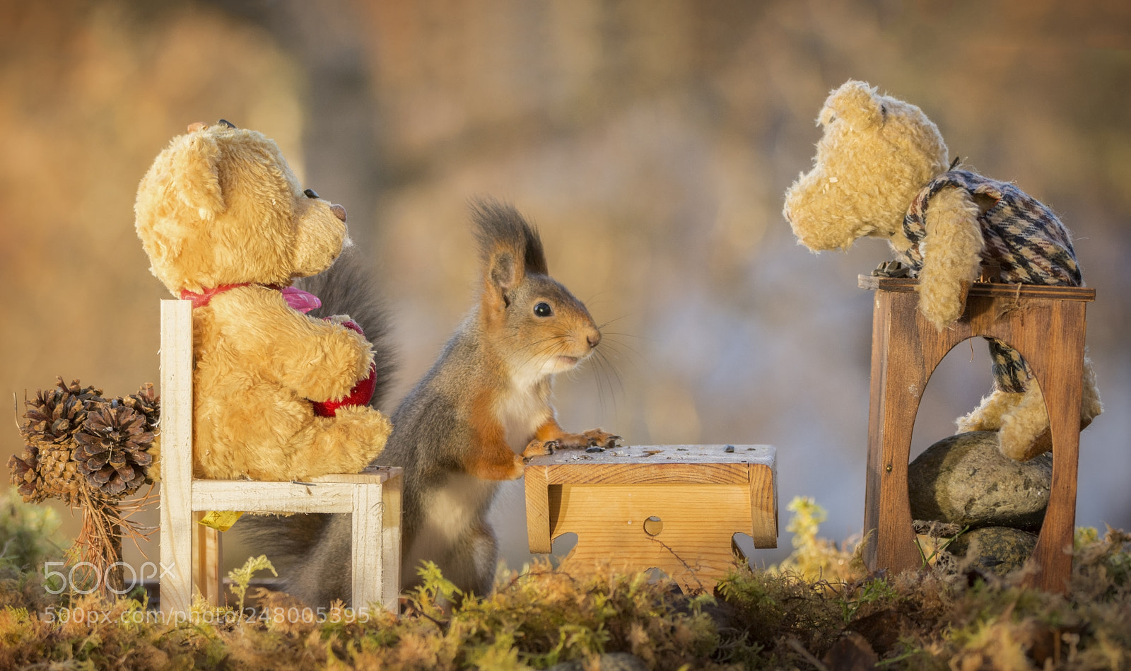 Nikon D7100 sample photo. Red squirrel att a photography