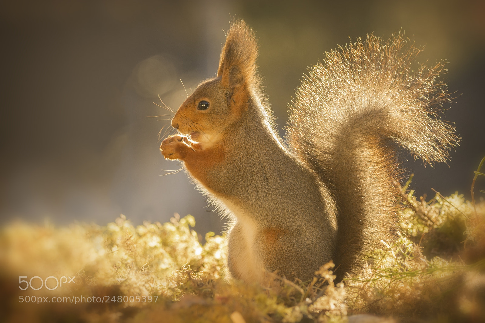 Nikon D7100 sample photo. Red squirrel standing in photography