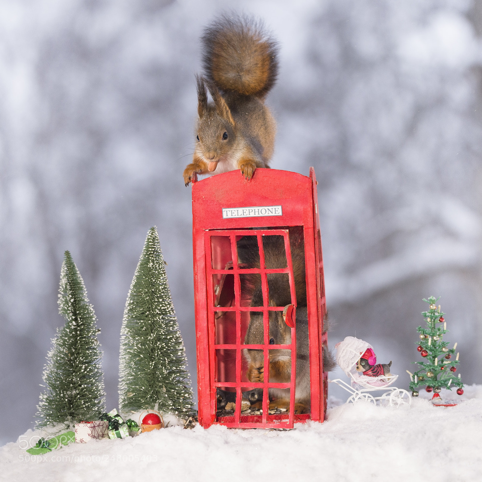 Nikon D810 sample photo. Two red squirrel with photography