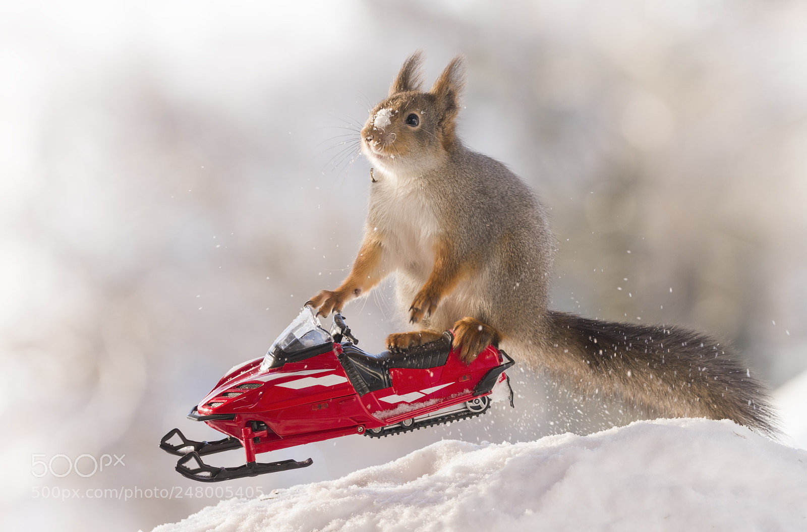 Nikon D810 sample photo. Red squirrel riding on photography