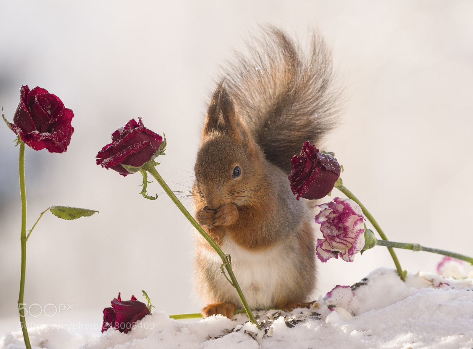 Nikon D810 sample photo. Red squirrel is standing photography