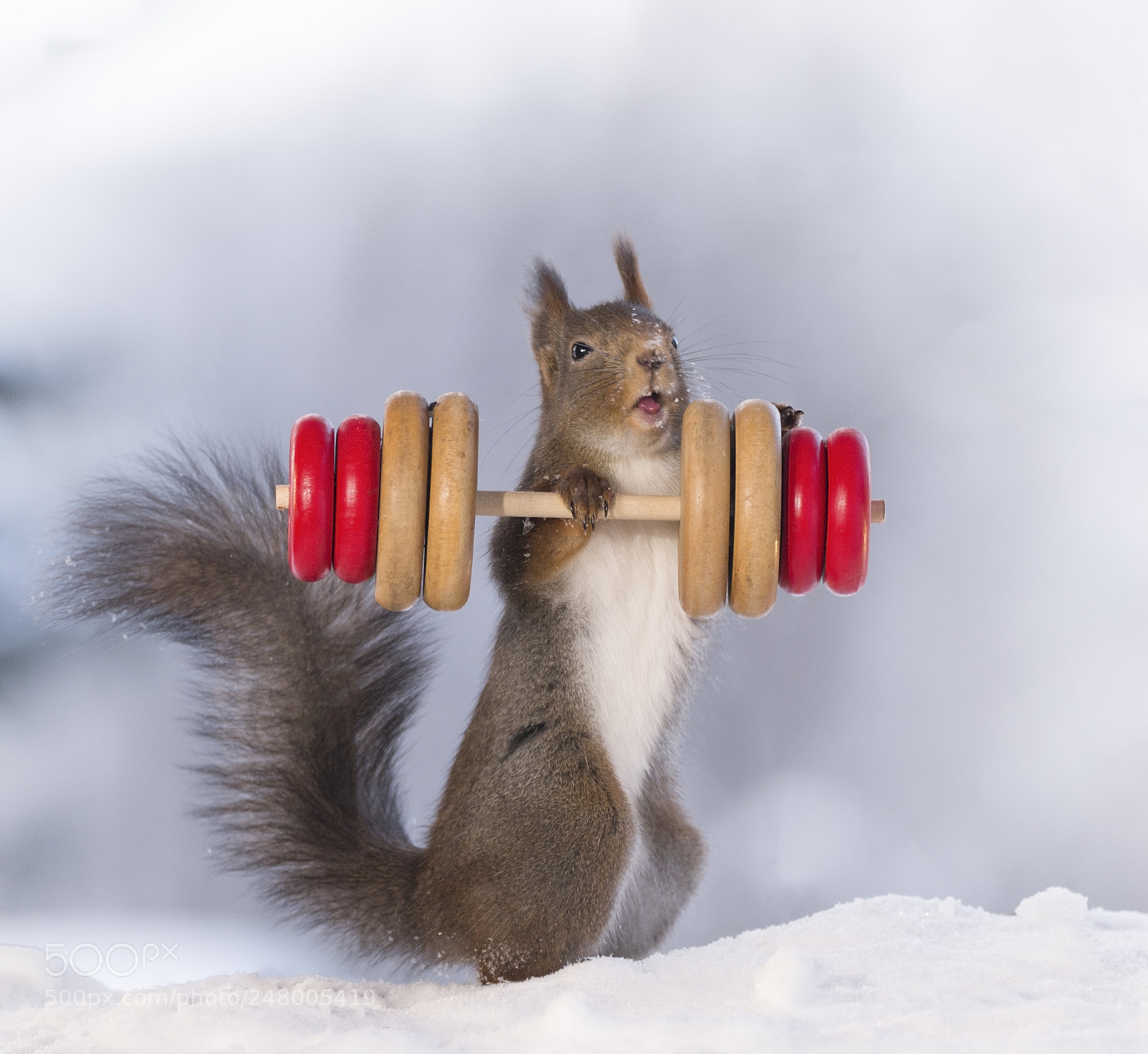 Nikon D810 sample photo. Red squirrel standing in photography