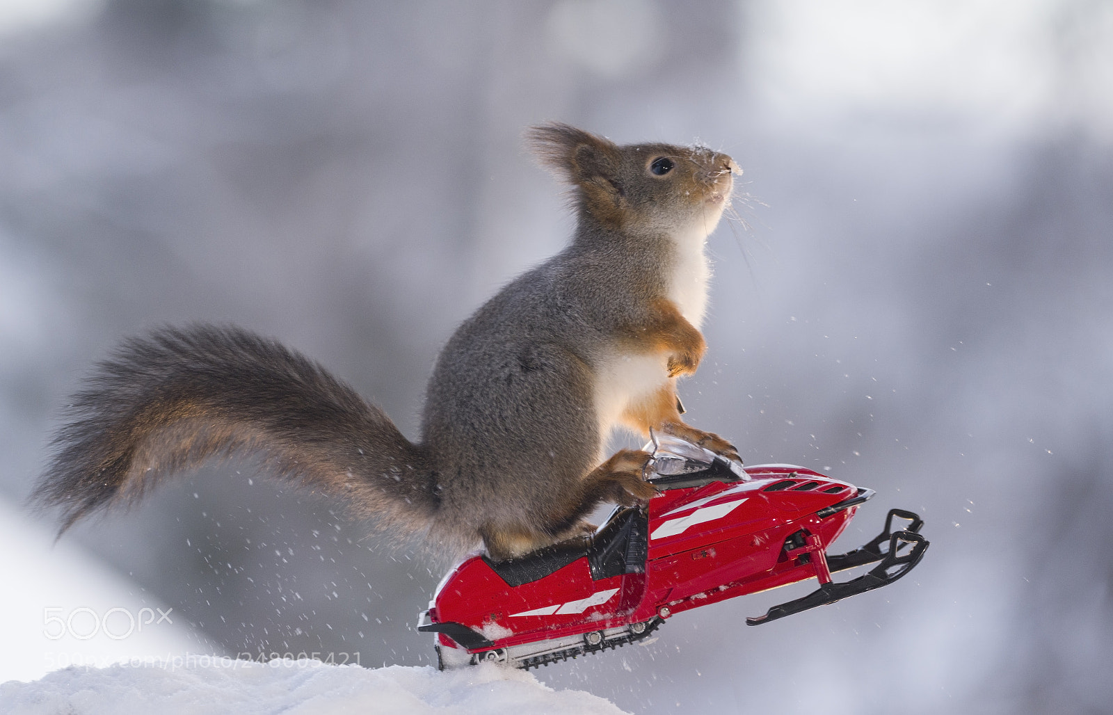 Nikon D810 sample photo. Red squirrel riding on photography