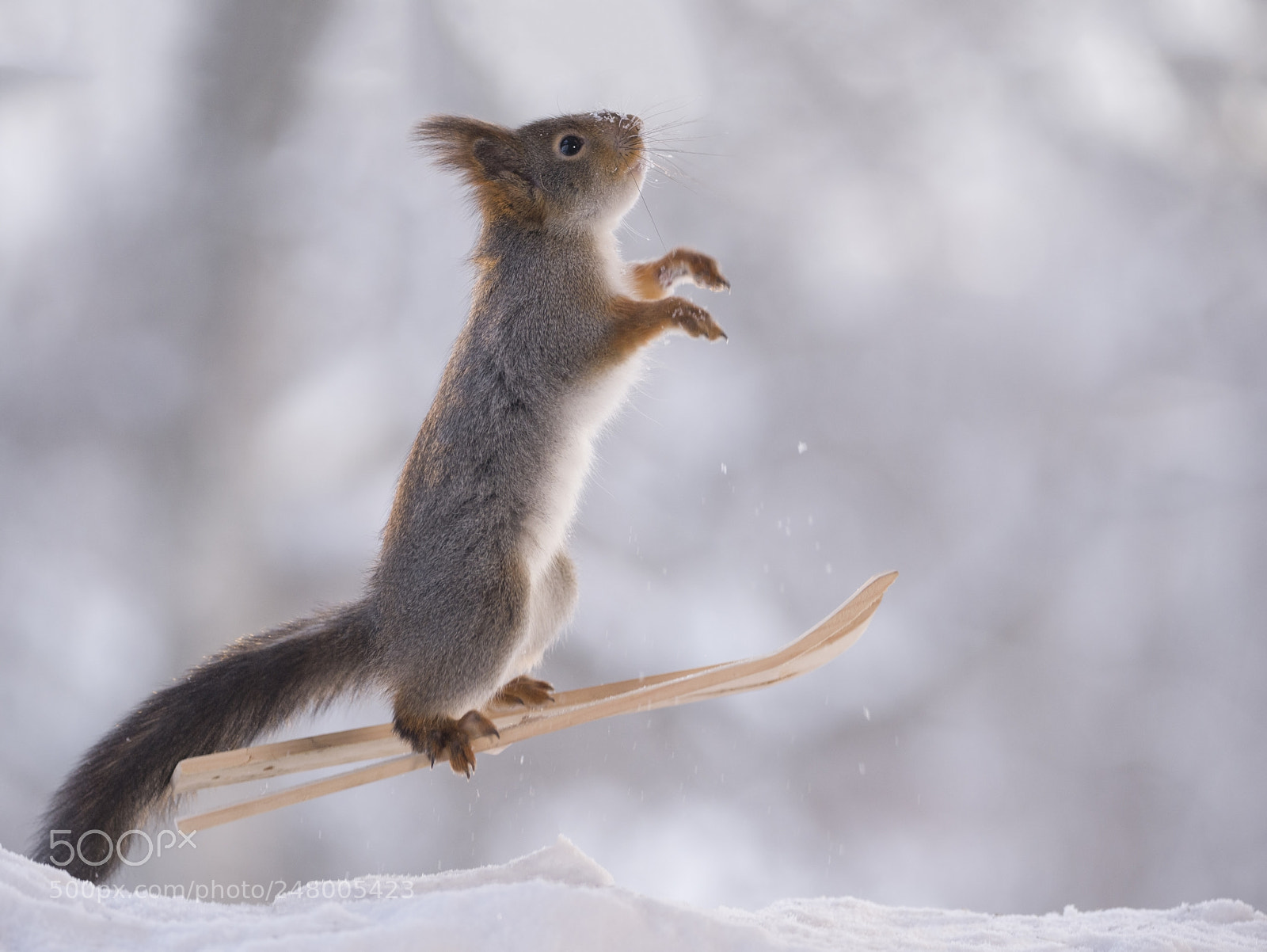 Nikon D810 sample photo. Red squirrel jumping on photography