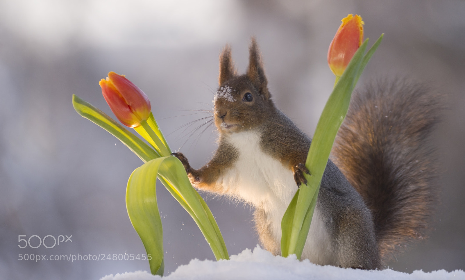 Nikon D810 sample photo. Red squirrel holding tulips photography