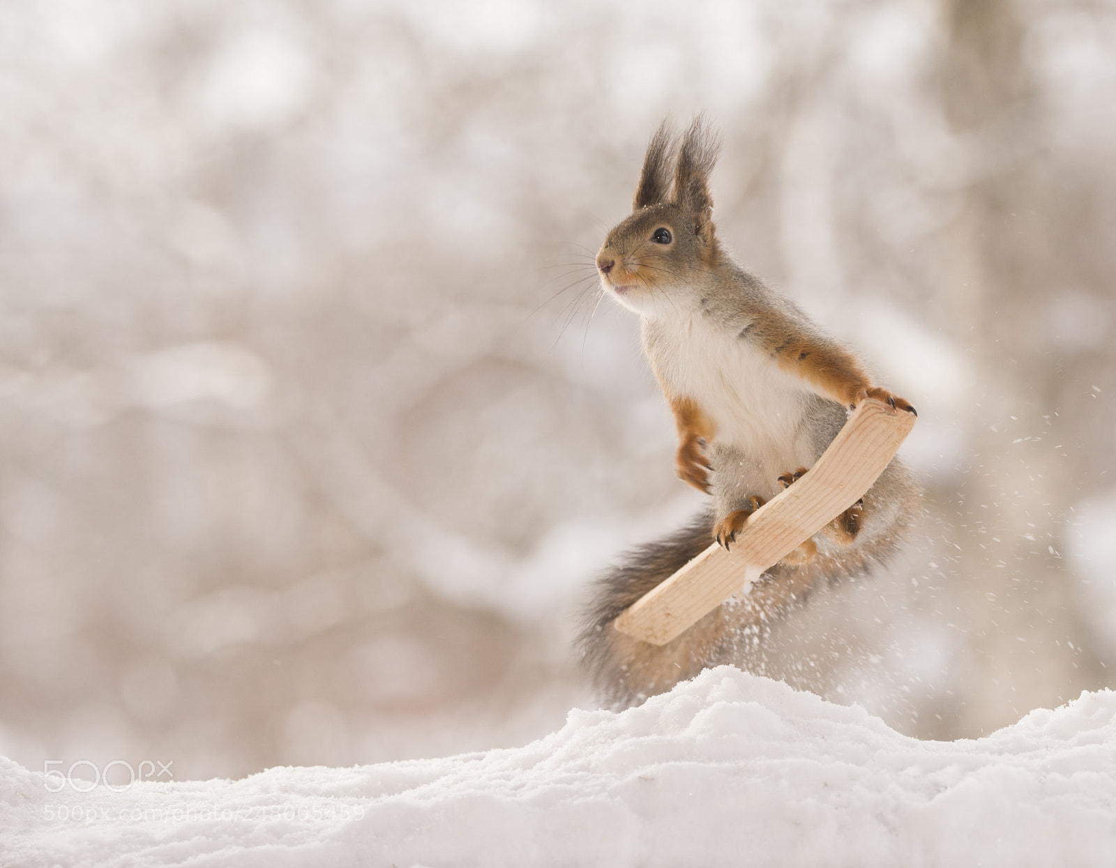 Nikon D810 sample photo. Red squirrel jump on photography