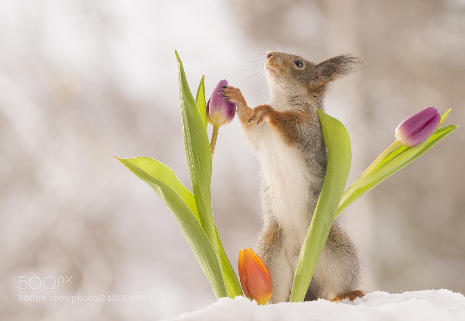 Nikon D810 sample photo. Red squirrel standing between photography