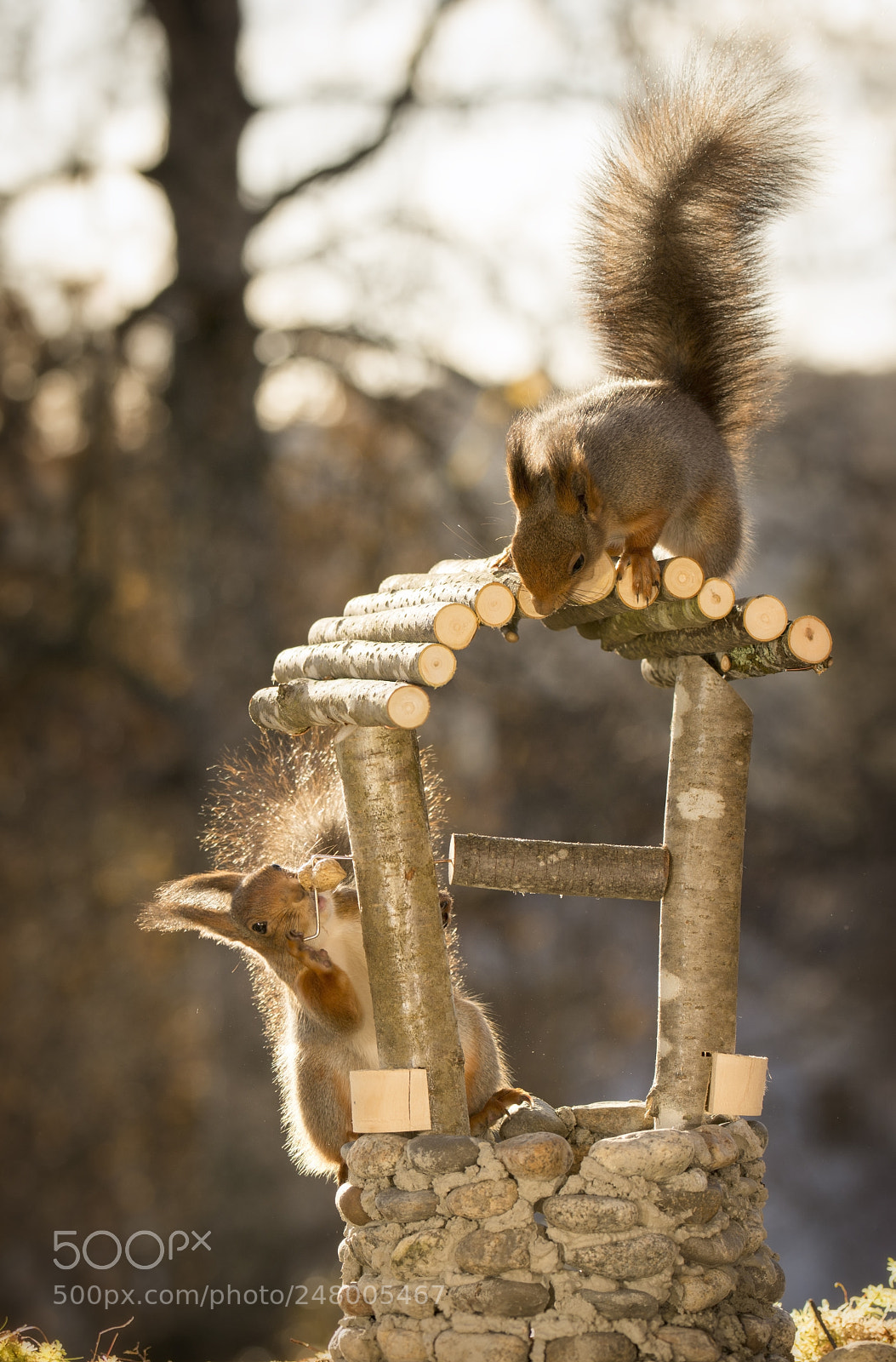 Nikon D7100 sample photo. Squirrels together with an photography