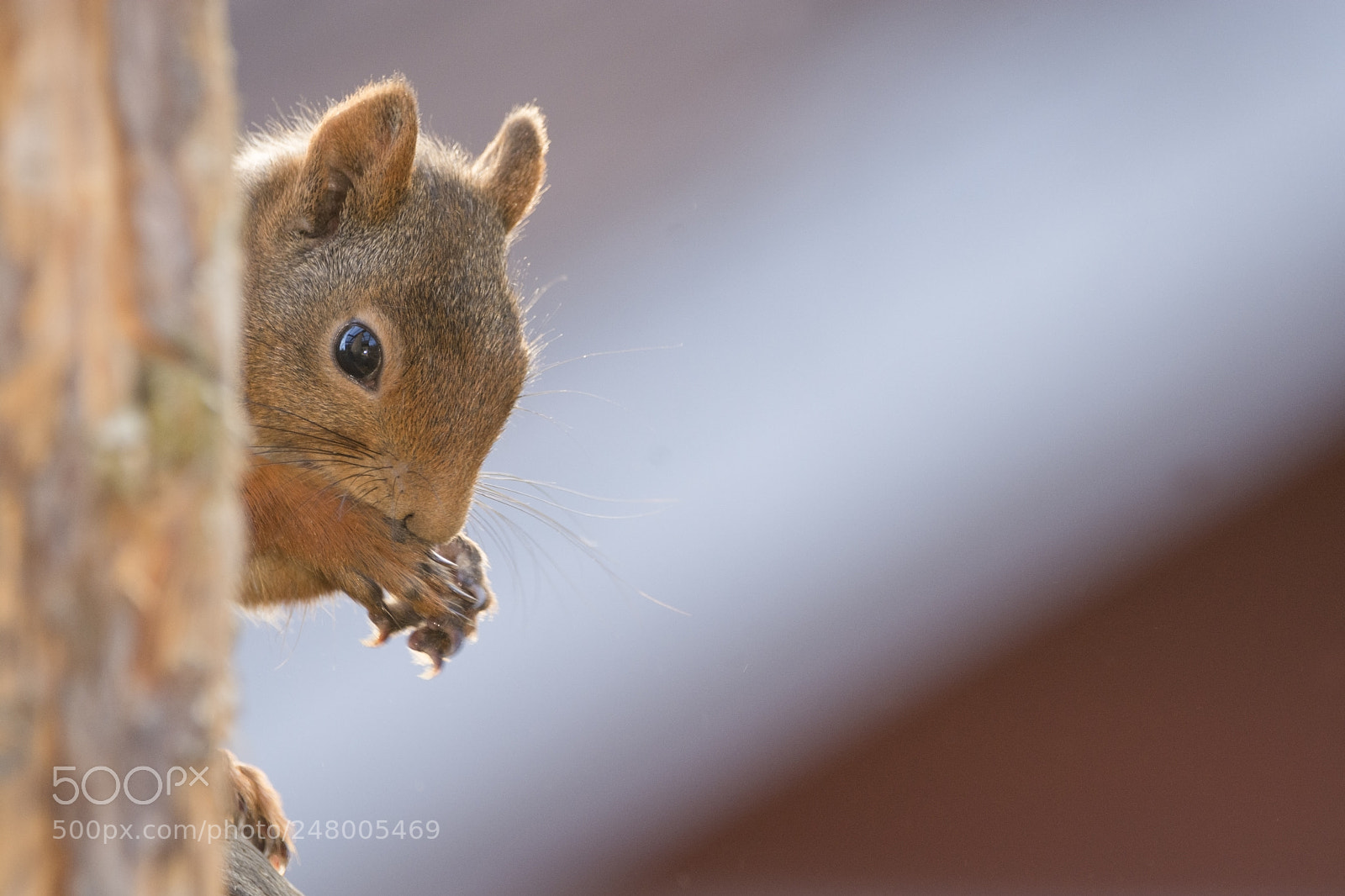 Nikon D7100 sample photo. Red squirrel standing behind photography