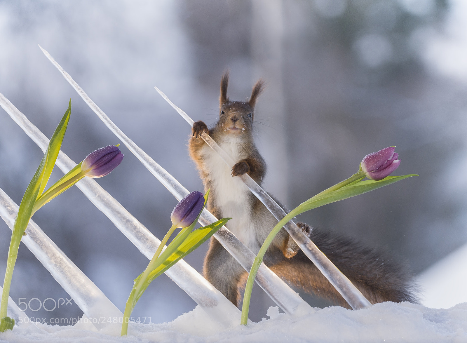 Nikon D810 sample photo. Red squirrel hold icicles photography