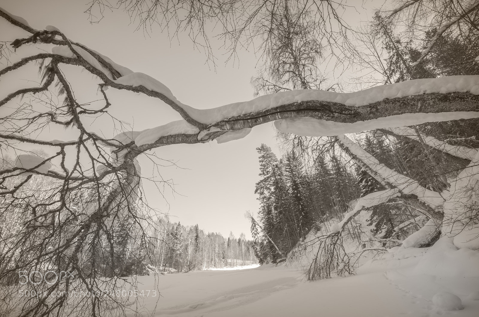 Nikon D810 sample photo. Falling tree in a photography