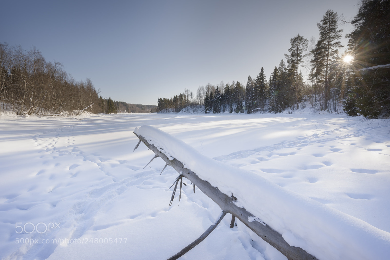 Nikon D810 sample photo. Tree in winter landscape photography