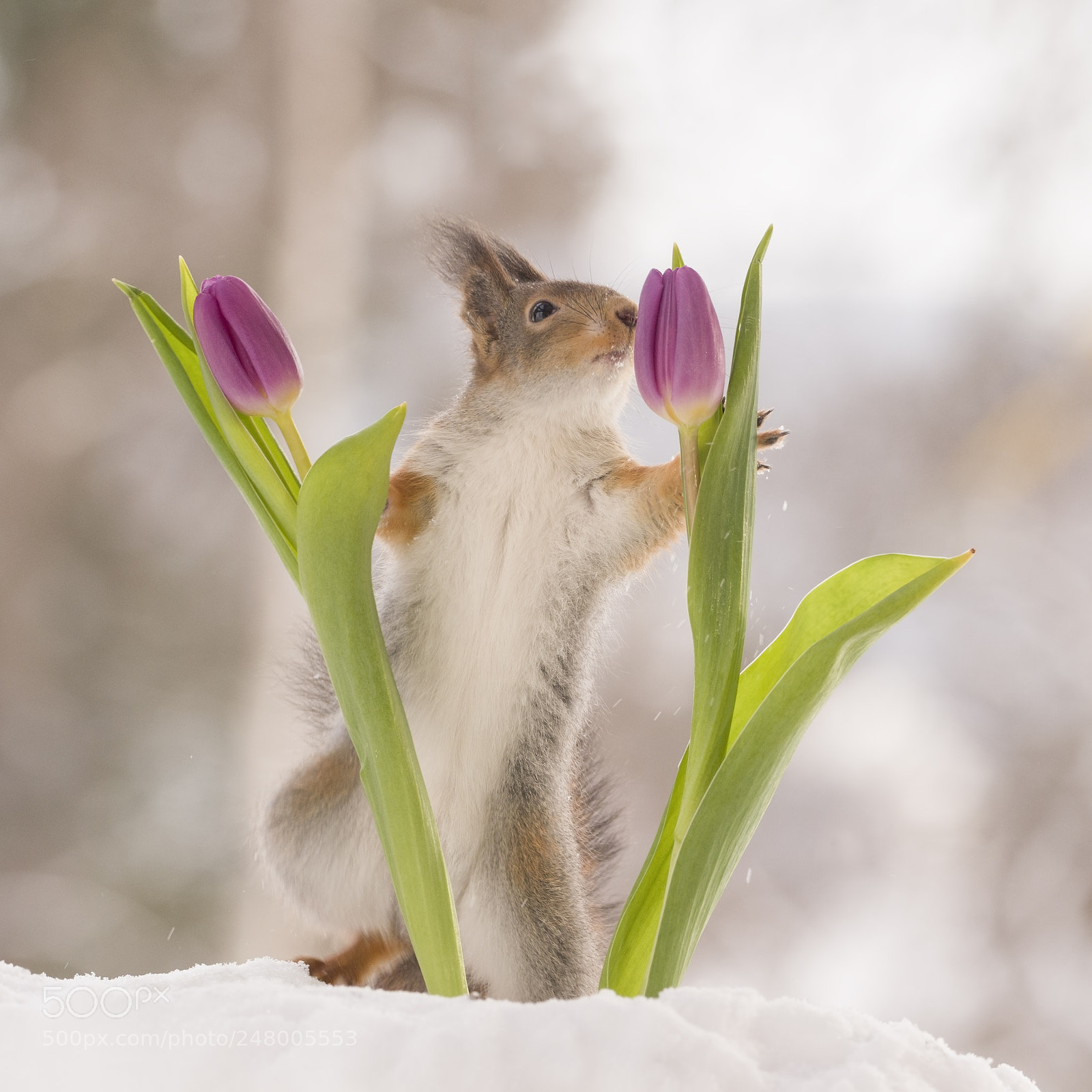 Nikon D810 sample photo. Red squirrel smelling tulips photography